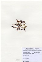 藏品(弓龍鬚菜)的圖片